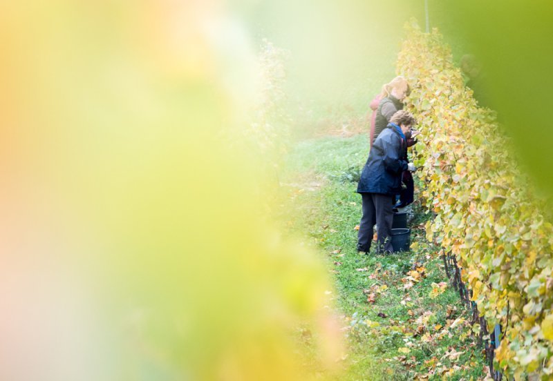 Vinobraní 2017 úspěšně ukončeno